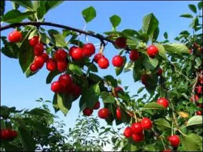 Lesquels de ces arbres donnent des fruits ?