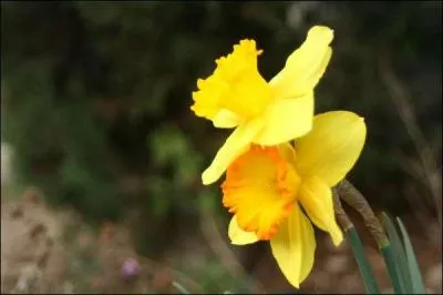 Quel est le nom de cette fleur ?