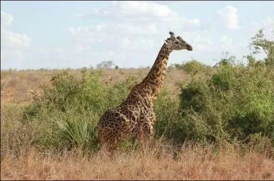 Quelle est la bonne orthographe ?