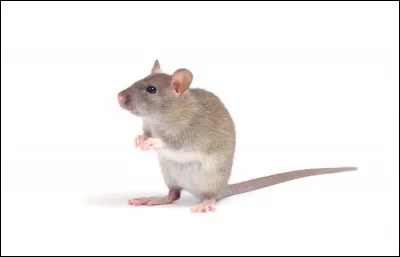 Qu'est-ce que c'est ?