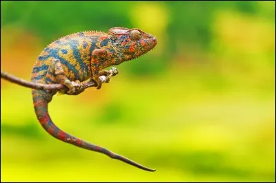 Le nom scientifique du caméléon est :