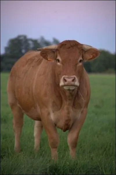 Quelle est la différence entre une vache laitière et une limousine ?
