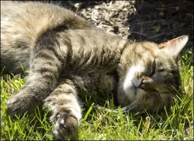 Pourquoi les chats ronronnent-ils ?