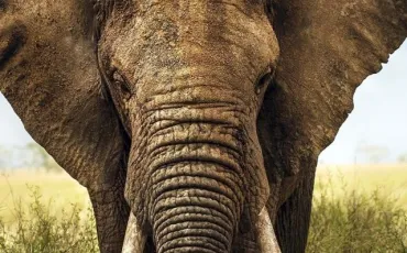 Quiz Animaux