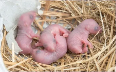 La cuniculture est l'élevage des souris domestiques.