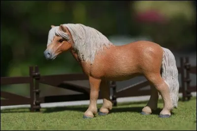 De quelle race est-il ?