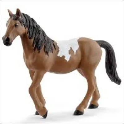 De quelle race est-il ?