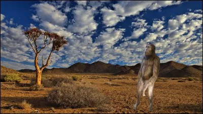 Quelle est l'espèce la plus ancienne ?