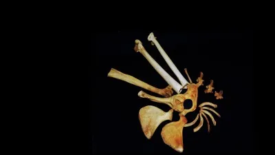 Quel est l'autre nom de Lucy ?