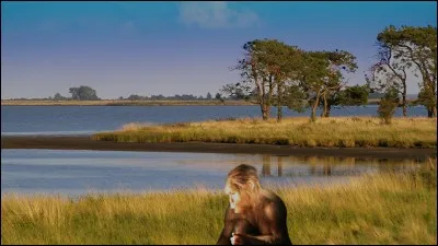 Qui a découvert la grotte de Lascaux ?