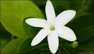 Quelle fleur est l'embl&egrave;me de la Polyn&eacute;sie fran&ccedil;aise ?