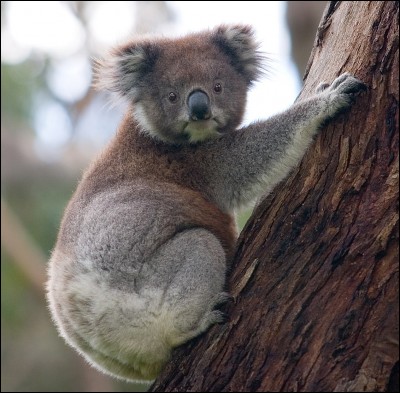 Le koala est avec le kangourou, l'un des principaux symboles de l'Australie.