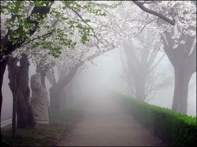 Quelle est la saison la plus propice aux formations de brouillard ? (photo uniquement décorative)