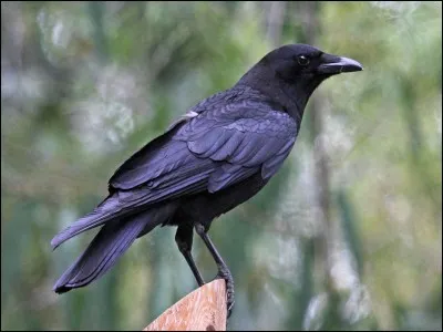 Cet oiseau vous inspire...