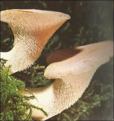 Voici un "Hydne sinué". Sous quel nom est-il plus connu ?