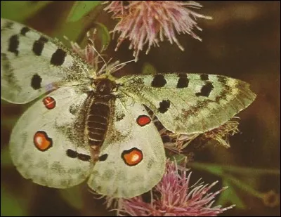 Quel nom de dieu porte ce papillon ?