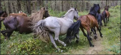 En balade, faut-il changer de bipède diagonal régulièrement ?