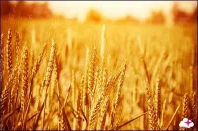 De quoi se sert un devin qui fait de "l'aleuromancie" ?