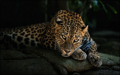 Sur quel continent les léopards vivent-ils ?
