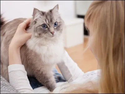 De quoi sont constitués les squelettes des chats et des humains ?