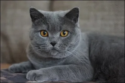 Comment s'appelle ce chat originaire de France, aux poils courts et à la couleur unie ?