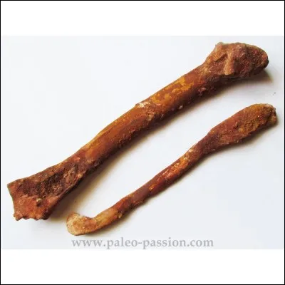 Quel peuple a découvert les premiers os de dinosaures ?