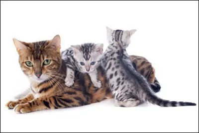 Combien de temps une chatte garde-t-elle ses petits dans son ventre ?