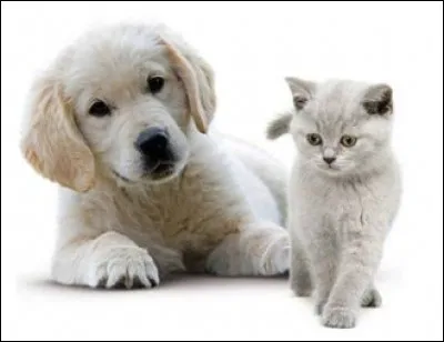 Combien y a-t-il de chats de compagnie en France ?