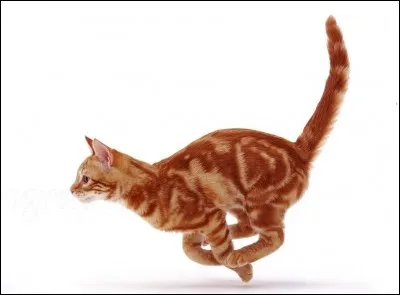 La vitesse maximale qu'un chat peut atteindre en courant est de :