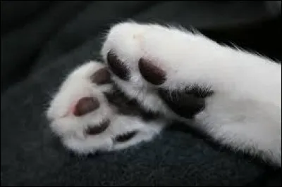 Le chat à 20 griffes :