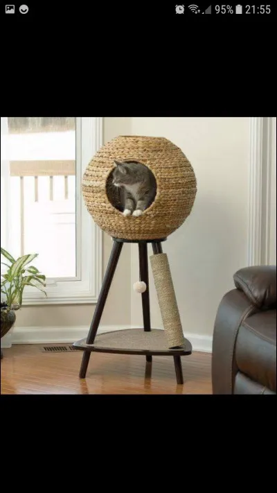 Combien de temps un chat consacre-t-il à dormir ?