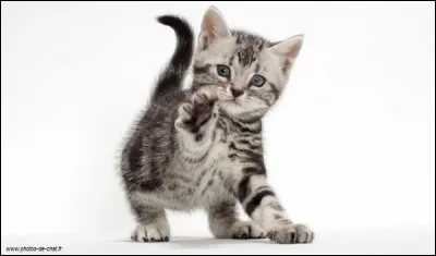 Quelle taille peut atteindre un chat ?