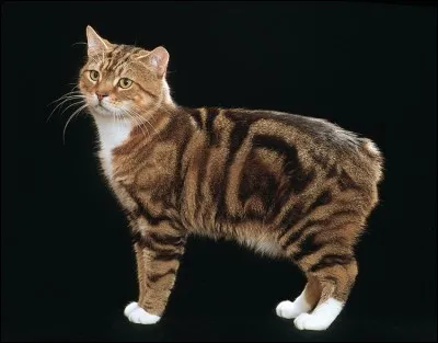 Quelle est la particularité du chat "manx" ?