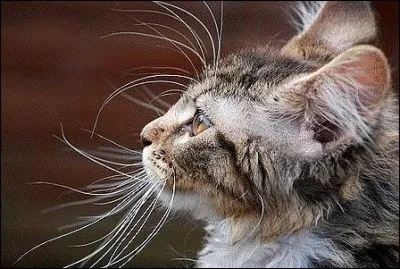 Les moustaches du chat lui servent à :