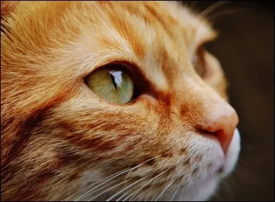 Quels sont les 2 sens du chat les plus développés ?