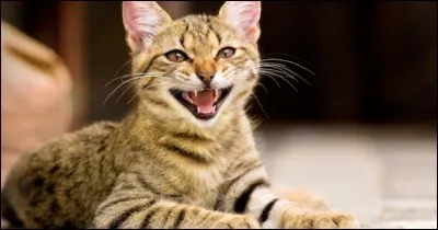 Combien de sons différents le chat peut-il produire ?