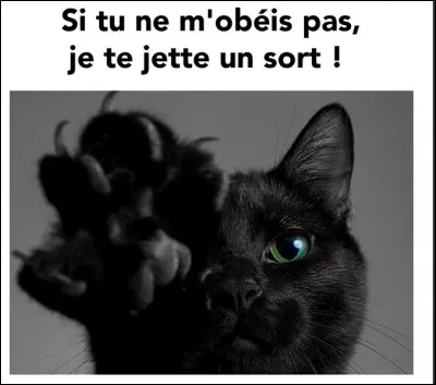 Comment le chat montre-t-il qu'il a peur ?