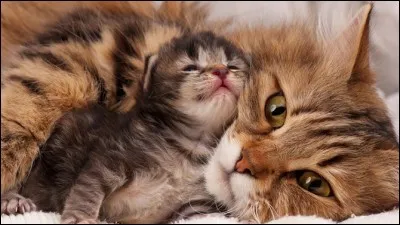 À partir de combien de mois une chatte peut elle avoir des petits ?
