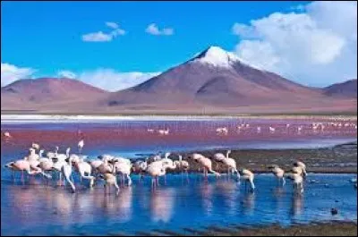 Ce lac bolivien est salé : il se situe à 4 278 m d'altitude et il fait 60 km². Il s'agit d'une réserve faunique des Andes.
Ce petit paradis est le lieu de reproduction pour les flamants des Andes. On y retrouve aussi le Nandou de Darwin, 50 % de la population mondiale du flamant de James mais, attention aux carnivores, le chat des Andes ou le chat des pampas y rôdent parfois.
Où sommes-nous ?