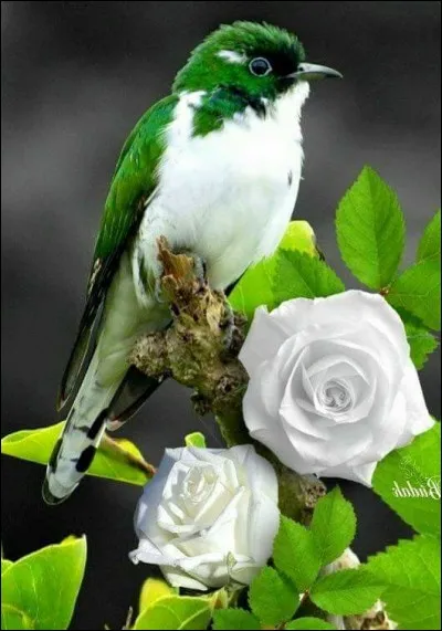 Qui chantait "ça vous rend libre comme l'oiseau, ça vous libère de tous les mots, ça vous libère de tous les maux" ?