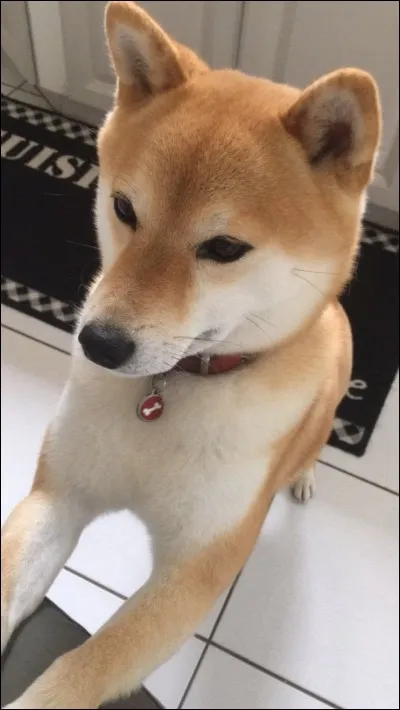 Quel est le nom de son chien ?