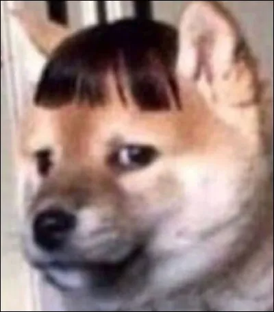 Aimes-tu les chats ?