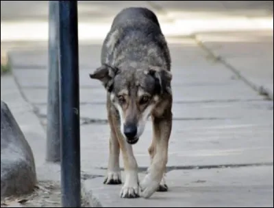 Qui a écrit 'Chiens perdus sans collier' ?