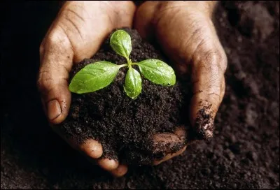 Quel type de sol, riche en humus, qu'on retrouve souvent dans les steppes ukrainiennes, est considéré comme le meilleur sol au monde pour l'agriculture ?