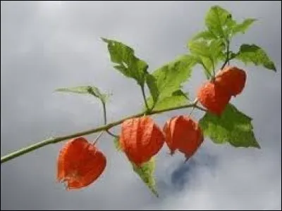 Qu'est-ce que c'est ?