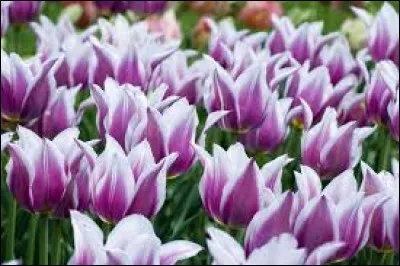 Quelle est cette fleur, star en Hollande ?