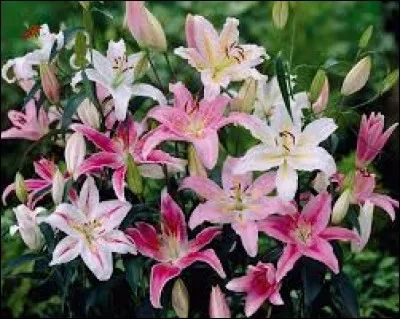 Comment s'appellent ces jolies fleurs, avec lesquelles on peut composer des bouquets ?