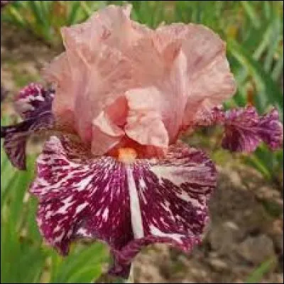 Quelle est cette jolie créature ?