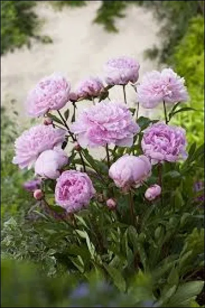 Quelle est cette fleur appréciée pour la confection de parfum féminin ?