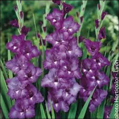 Comment se nomment ces fleurs ?